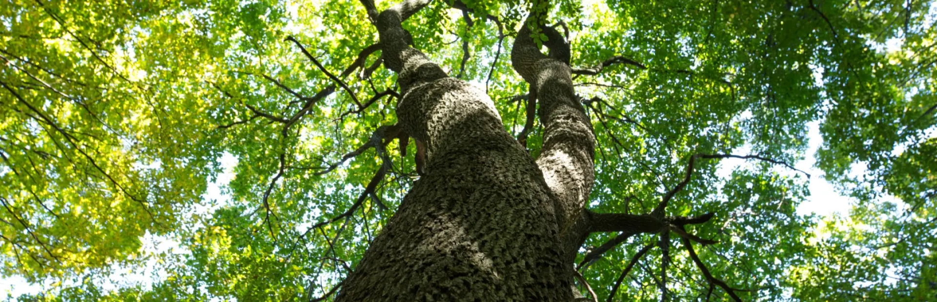 Cabling and Bracing breadcrumb